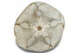 Polished Miocene Fossil Echinoid (Clypeaster) - Morocco #288917-1